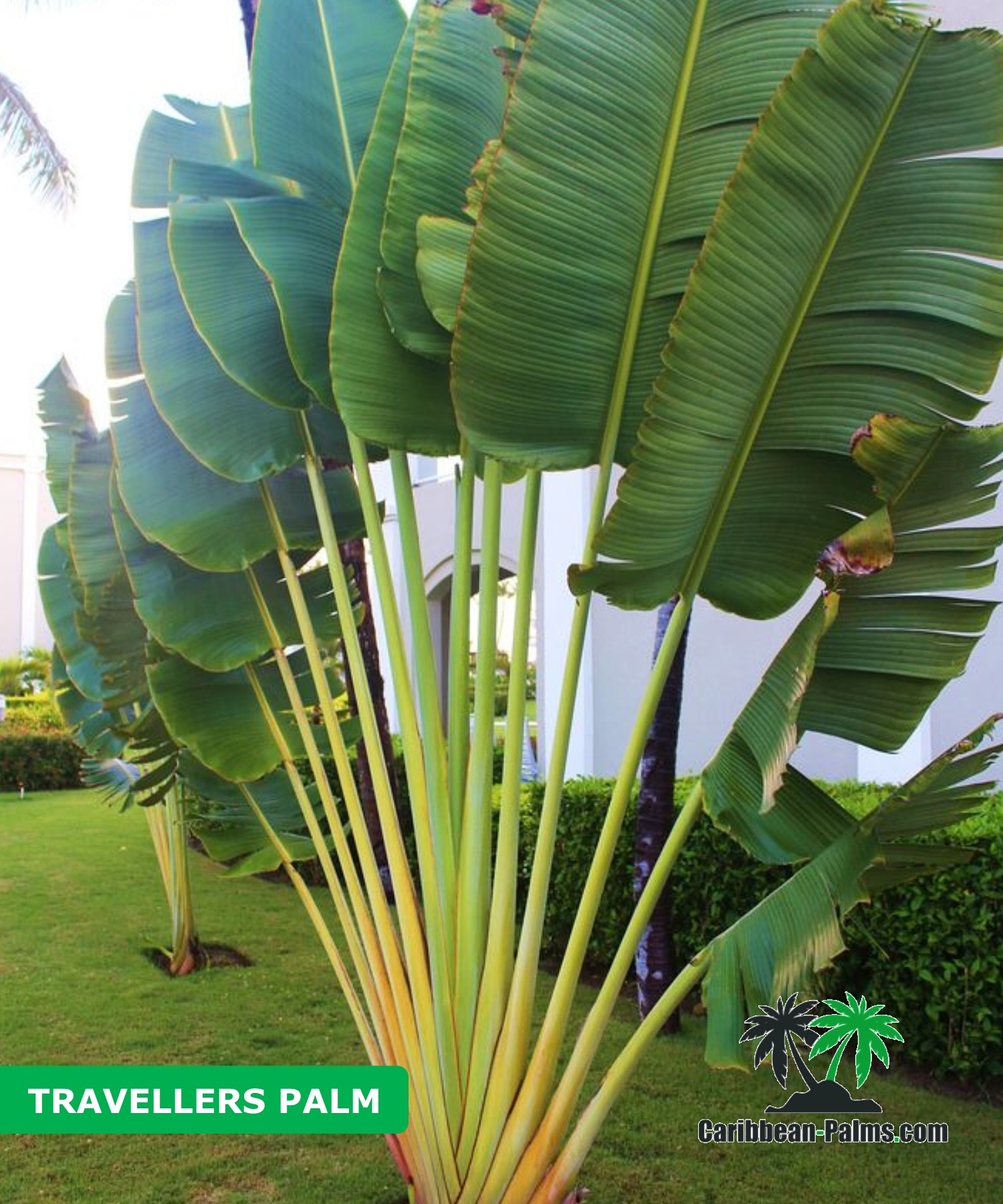 TRAVELLERS PALM